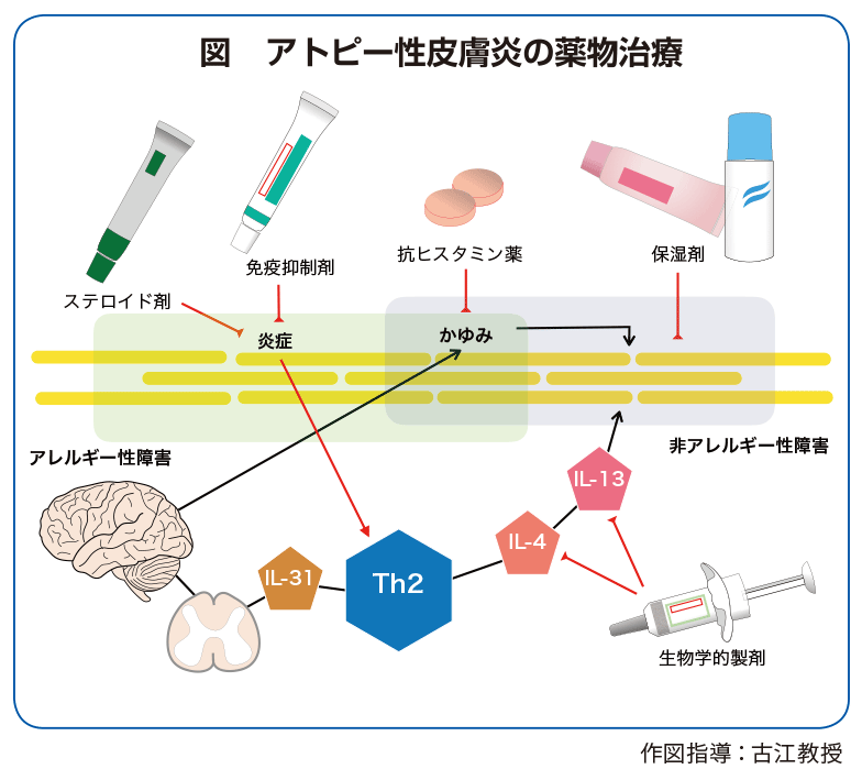 図 アトピー性皮膚炎の薬物治療
